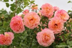 Rose 'Peach Melba' (Kletterrose)