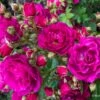 Rose 'Purple Siluetta' (Miniclimber)