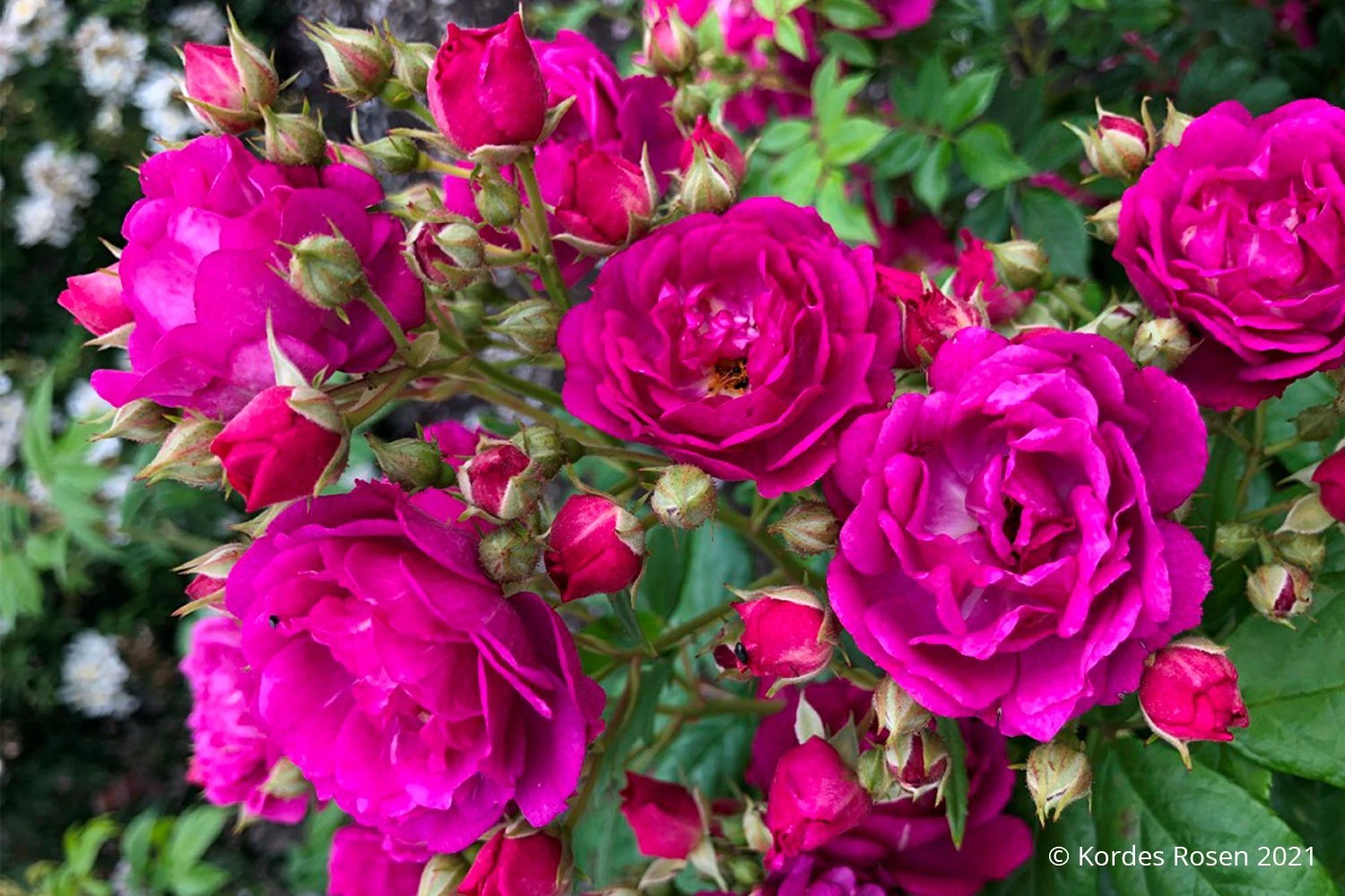 Rose 'Purple Siluetta' (Miniclimber)