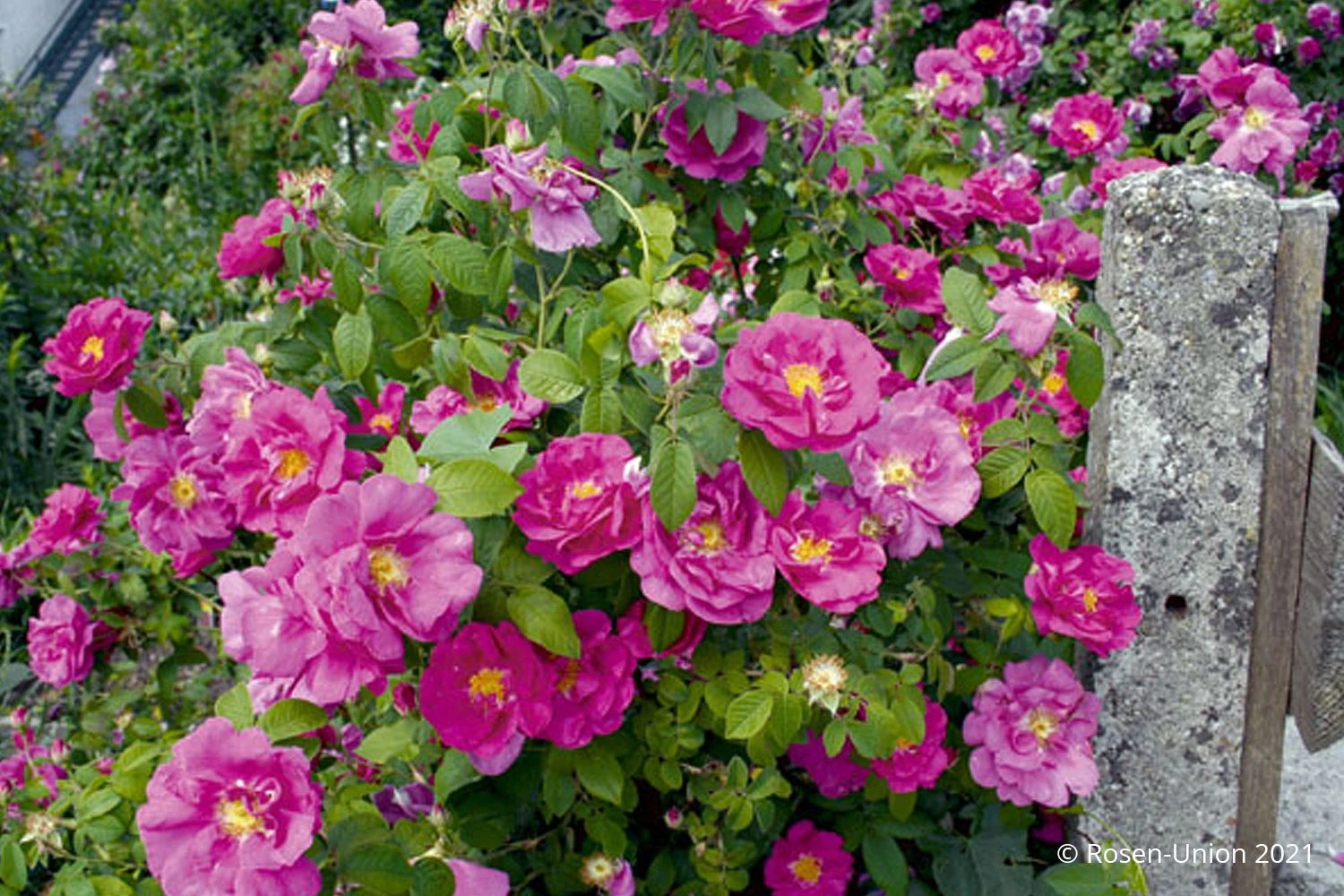 Rose Gallica 'Officinalis' (Historische Rose IApothekerrose)