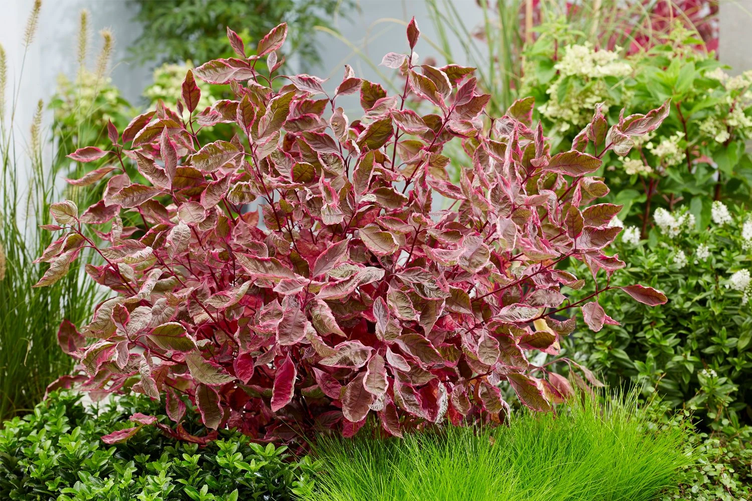 Cornus Alba'Miracle'