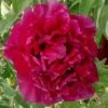 Paeonia Rockii 'Hei Mei Gui' (Strauchpfingstrose 'Schwarze Rose')