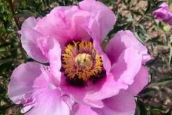 Paeonia Rockii 'Hui He' (Strauchpfingstrose 'Grauer Kranich')
