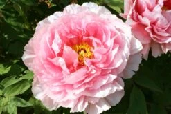 Paeonia Suffruticosa 'Hananosato' (Strauchpfingstrose 'Blumendorf')