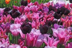 Tulpenmischung 'Cuvée' (Garten-Tulpenmischung)