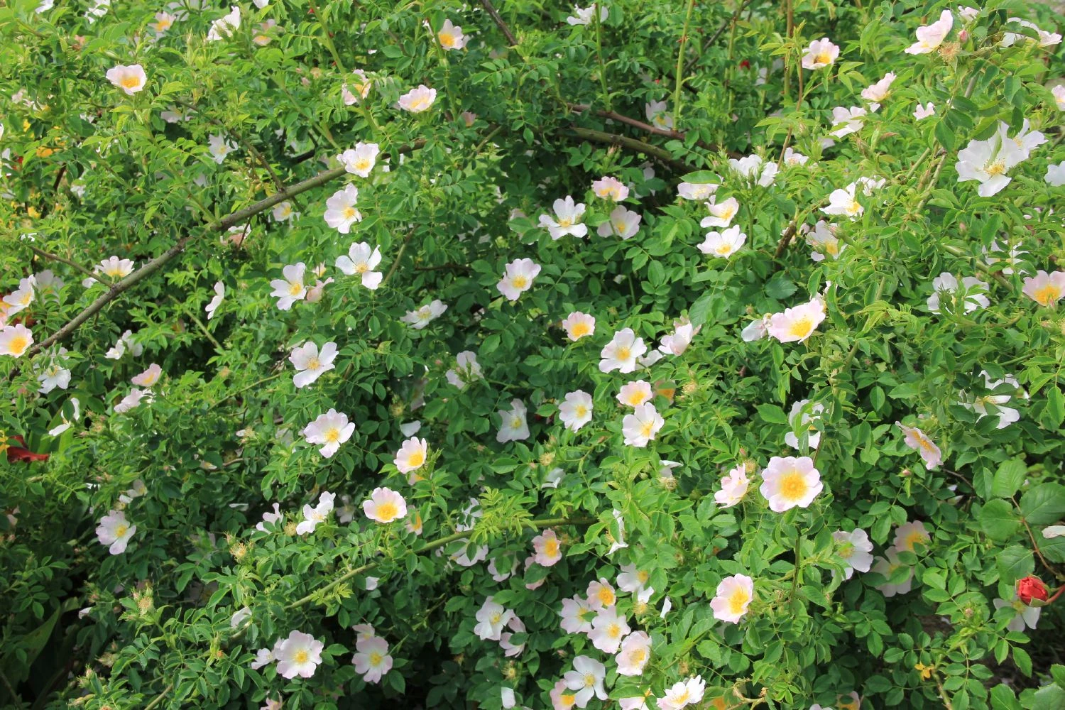 Rose Canina (Hundsrose) – Bild 2