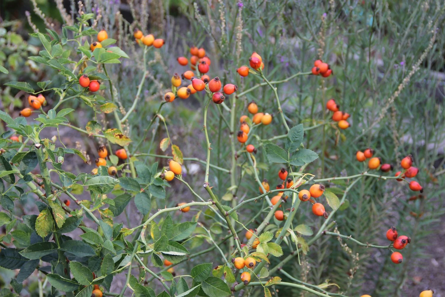 Rose Canina (Hundsrose) – Bild 3