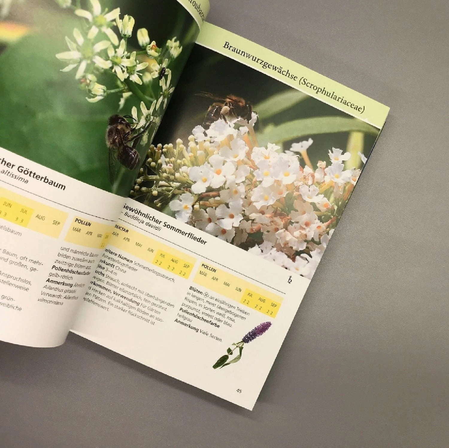 Bienenweide (Günter Pritsch) – Bild 4