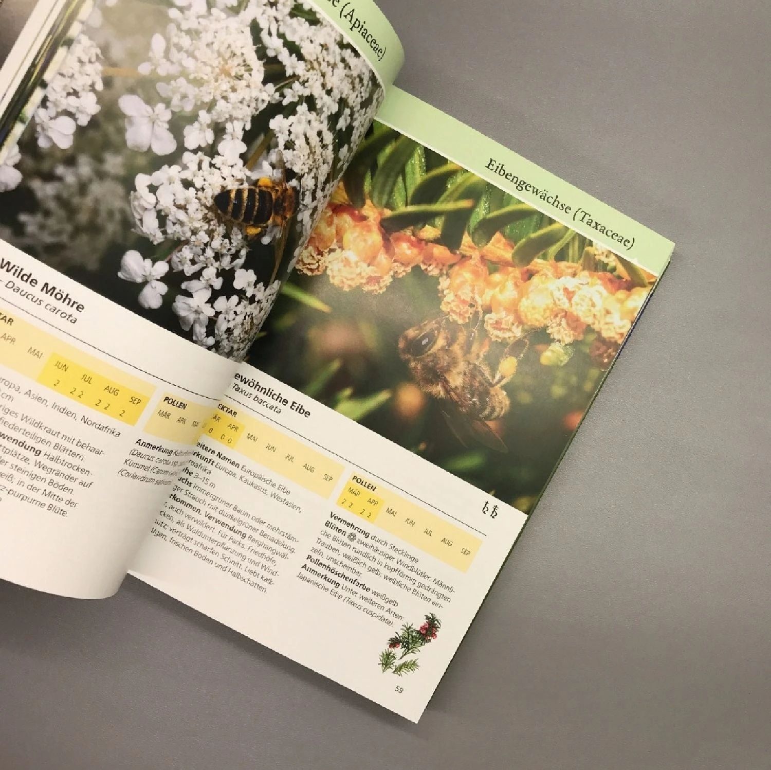 Bienenweide (Günter Pritsch) – Bild 5