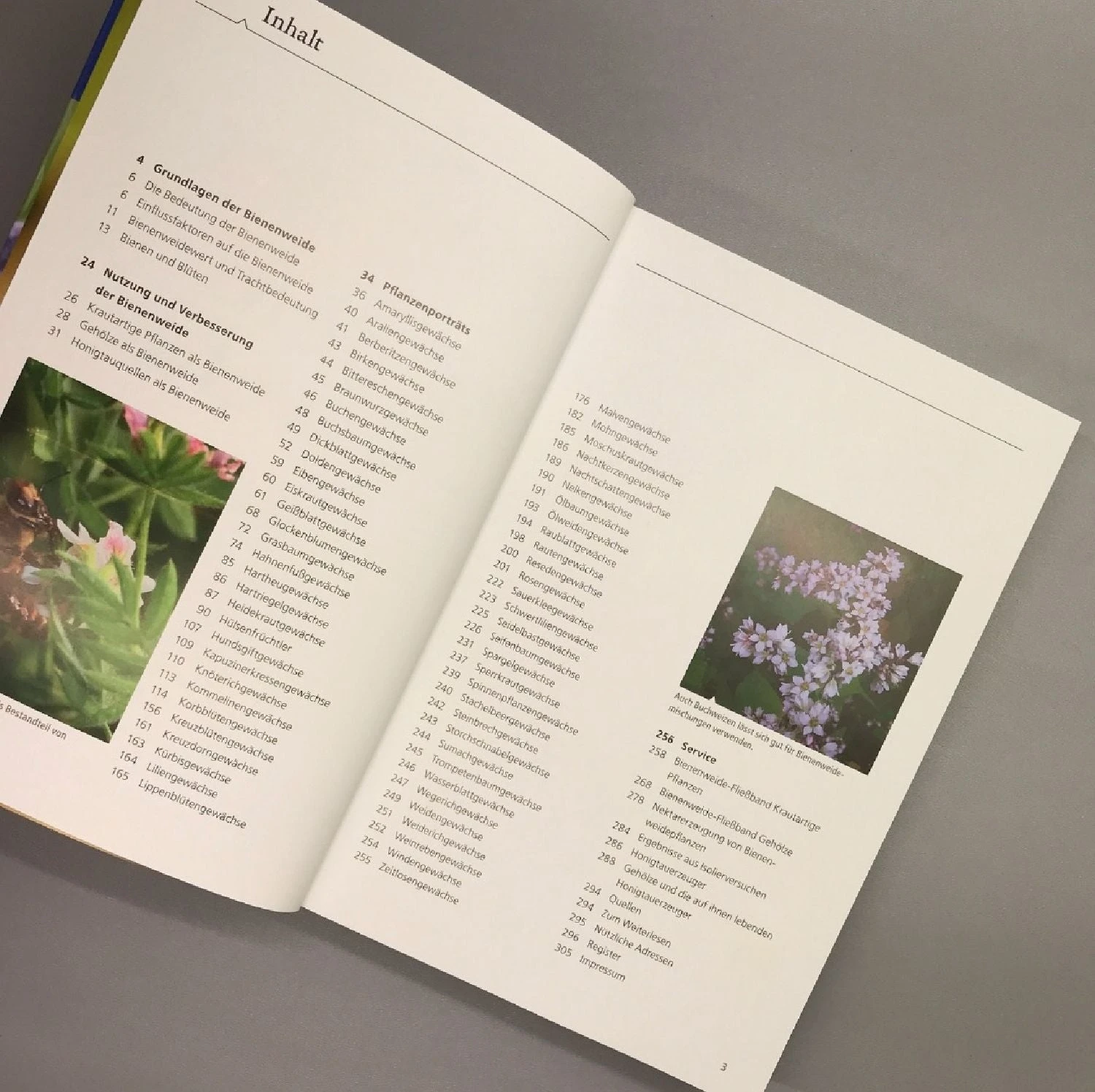 Bienenweide (Günter Pritsch) – Bild 6