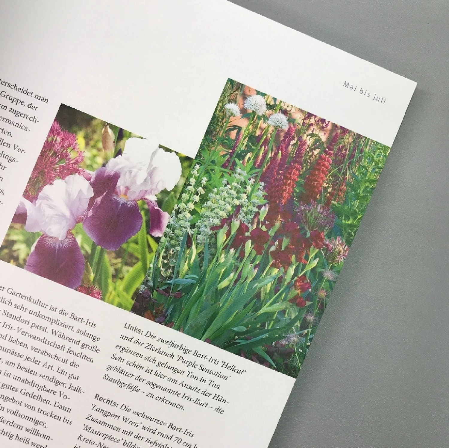 Ganzjährig Attraktive Beete (Ute Bauer) – Bild 3