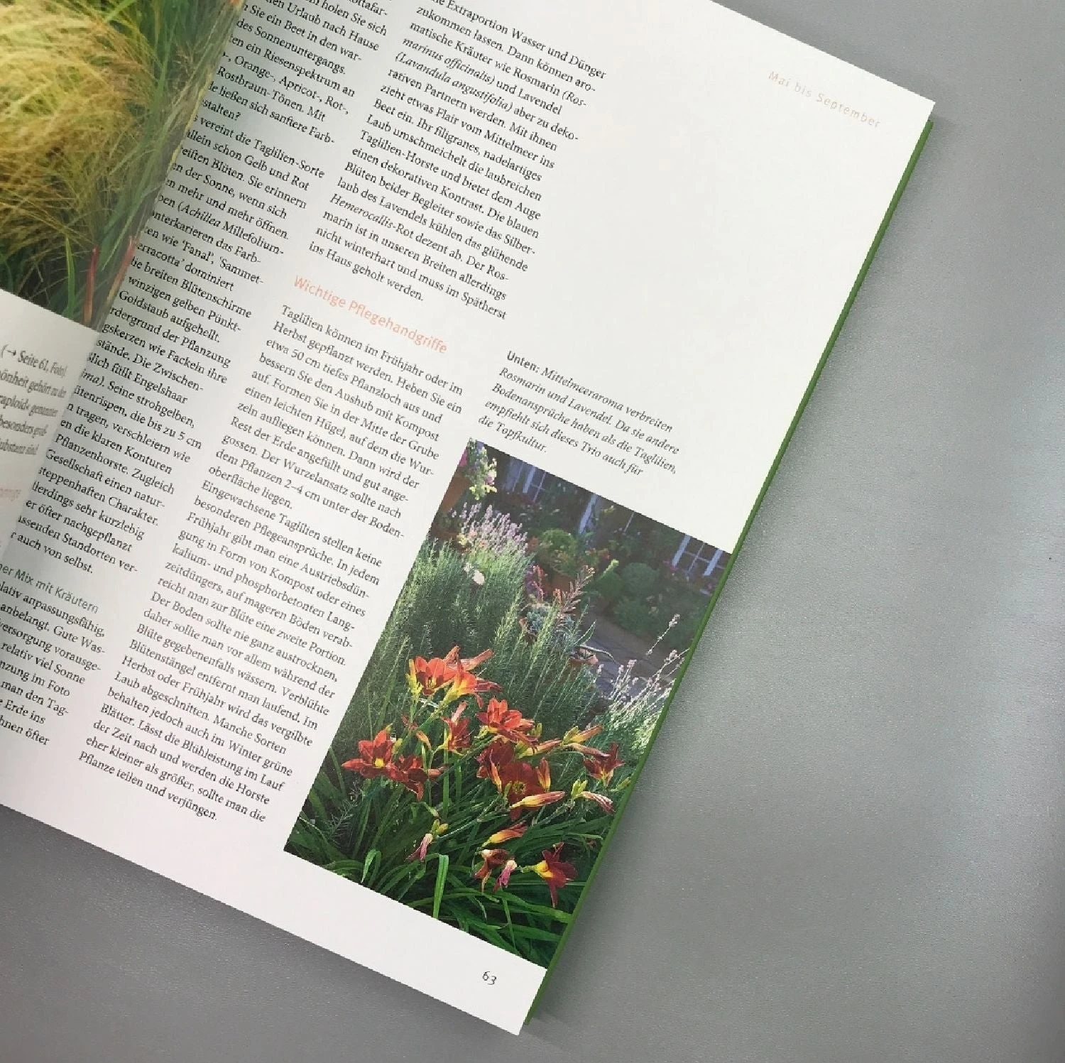 Ganzjährig Attraktive Beete (Ute Bauer) – Bild 5