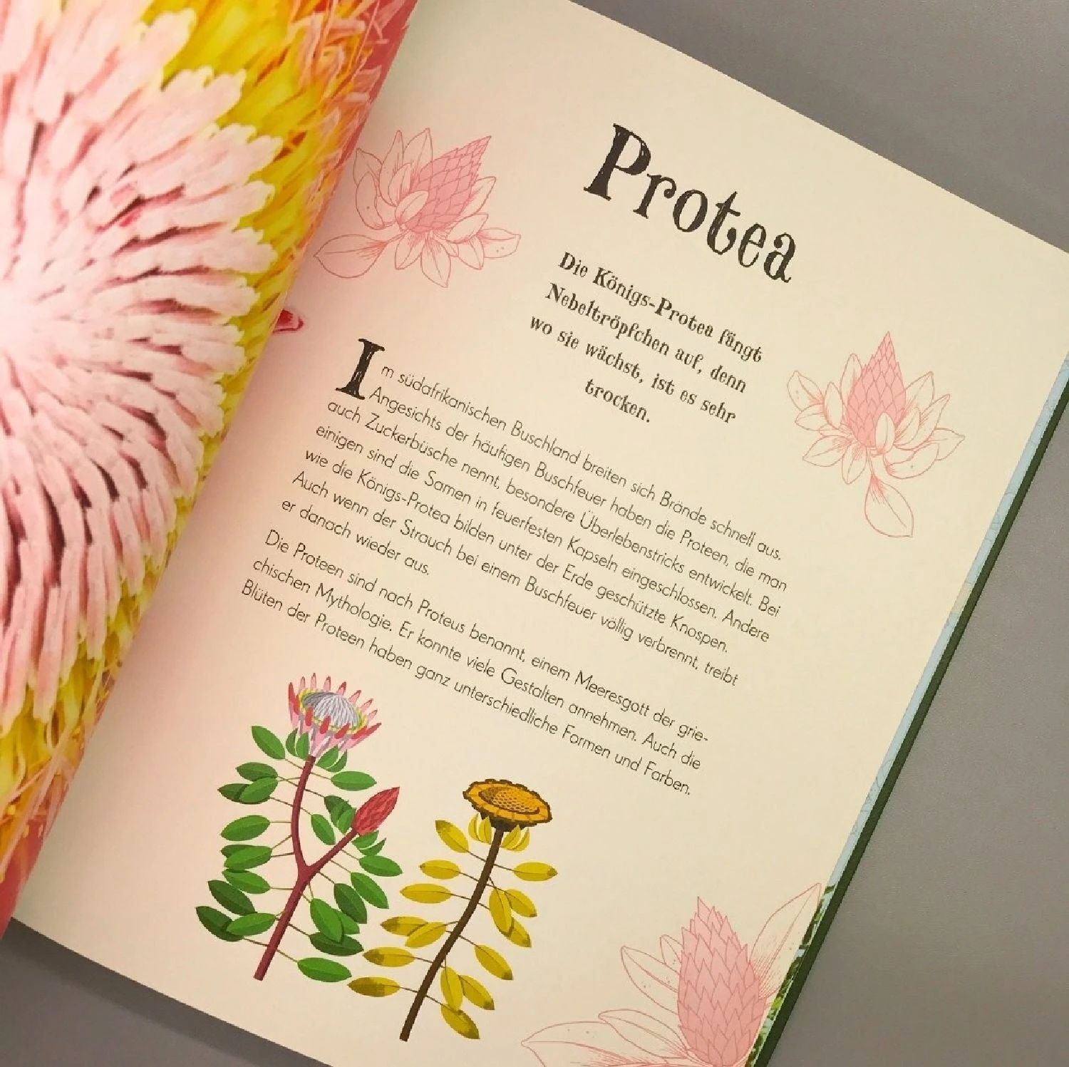 Wundervolle Welt Der Natur (Ben Hoare) – Bild 5