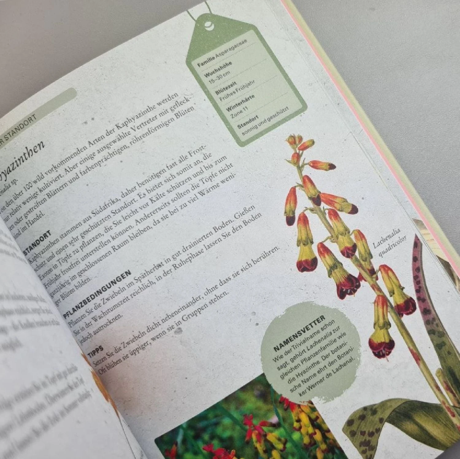 Zwiebelpflanzen Und Knollenblumen (Richard Wilford) – Bild 5