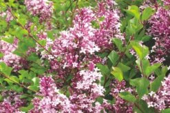 Syringa Meyeri 'Palibin' (Chinesischer Zwergflieder)