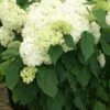 Hydrangea Arborescens 'Annabelle' (Strauchhortensie)