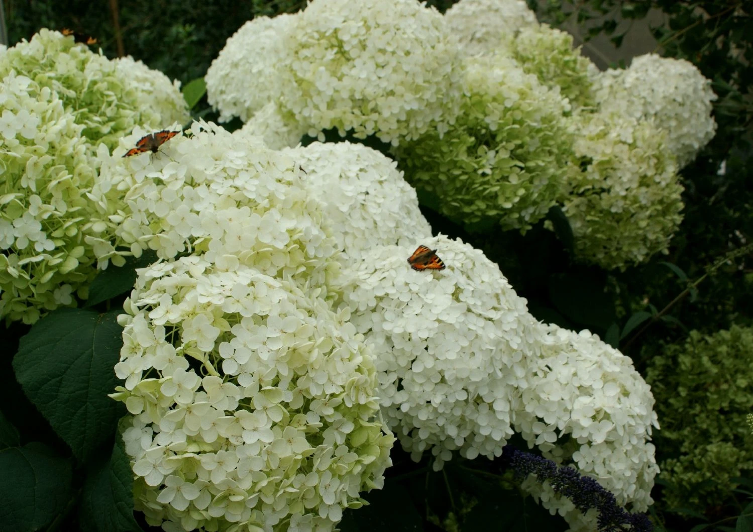 Hydrangea Arborescens 'Annabelle' (Strauchhortensie) – Bild 2
