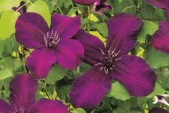 Clematis Viticella 'Dark Eyes' (Waldrebe)
