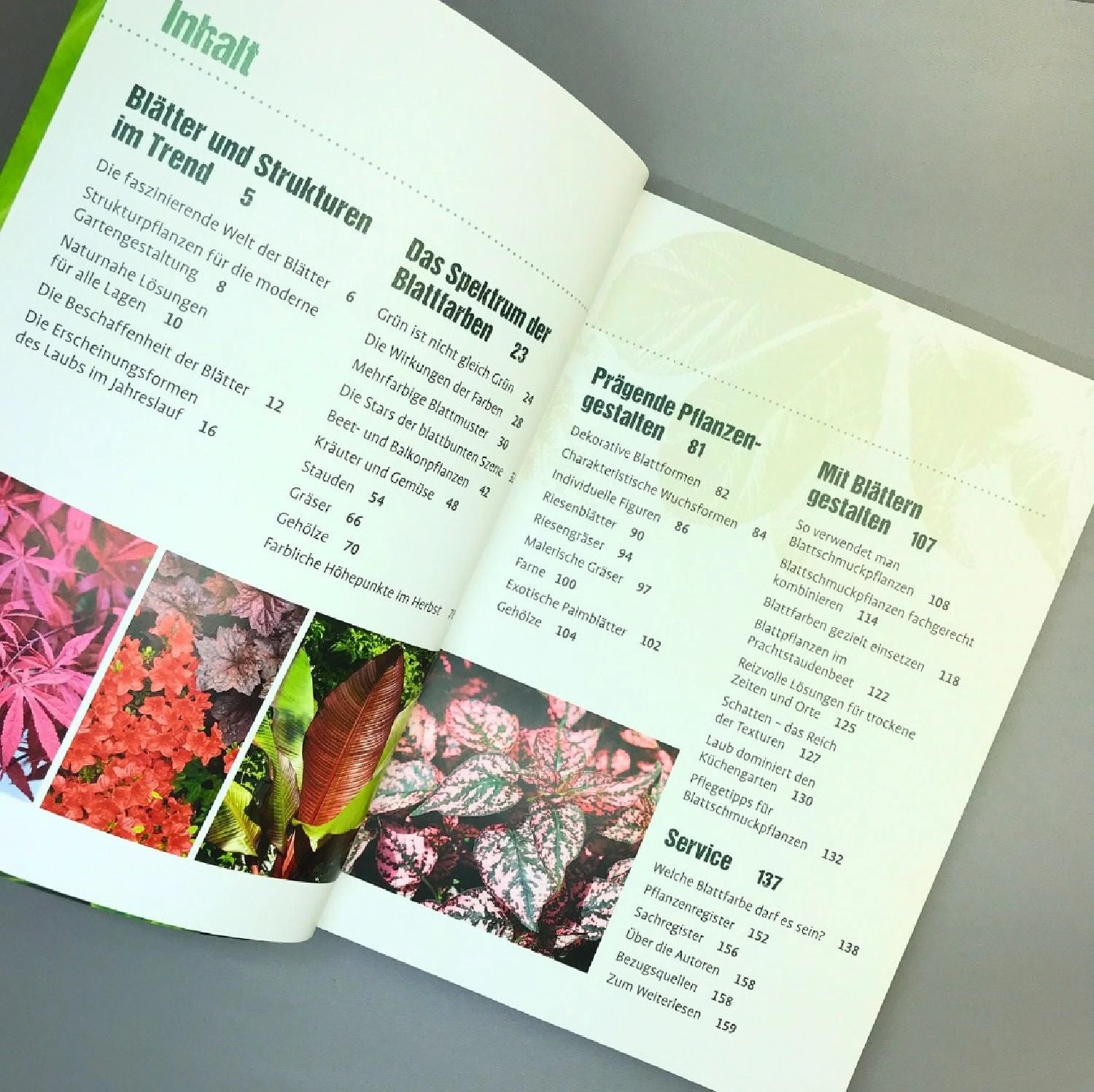 Blattschönheiten (Robert Sulzberger & Tobias Mayerhofer) – Bild 3