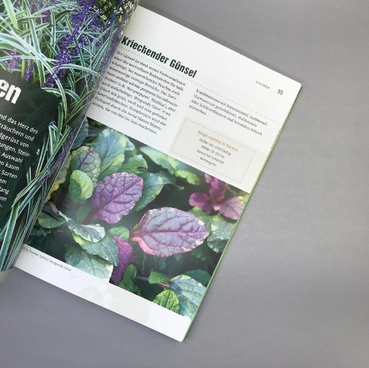 Blattschönheiten (Robert Sulzberger & Tobias Mayerhofer) – Bild 4