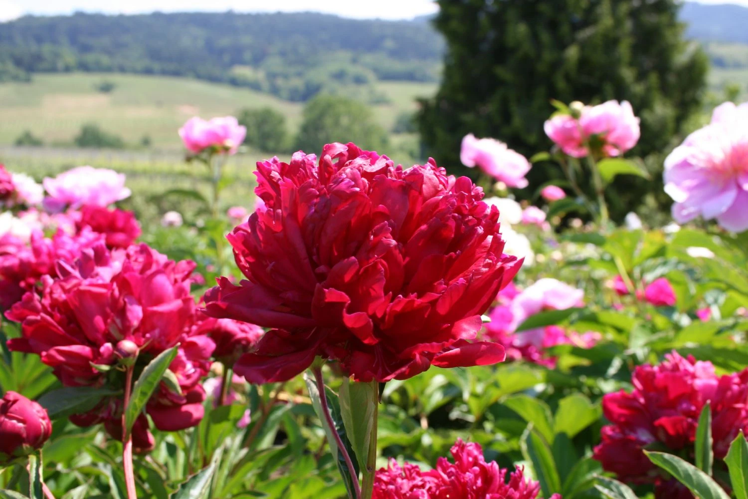 Paeonia Lactiflora 'Fokker' (Staudenpfingstrose)