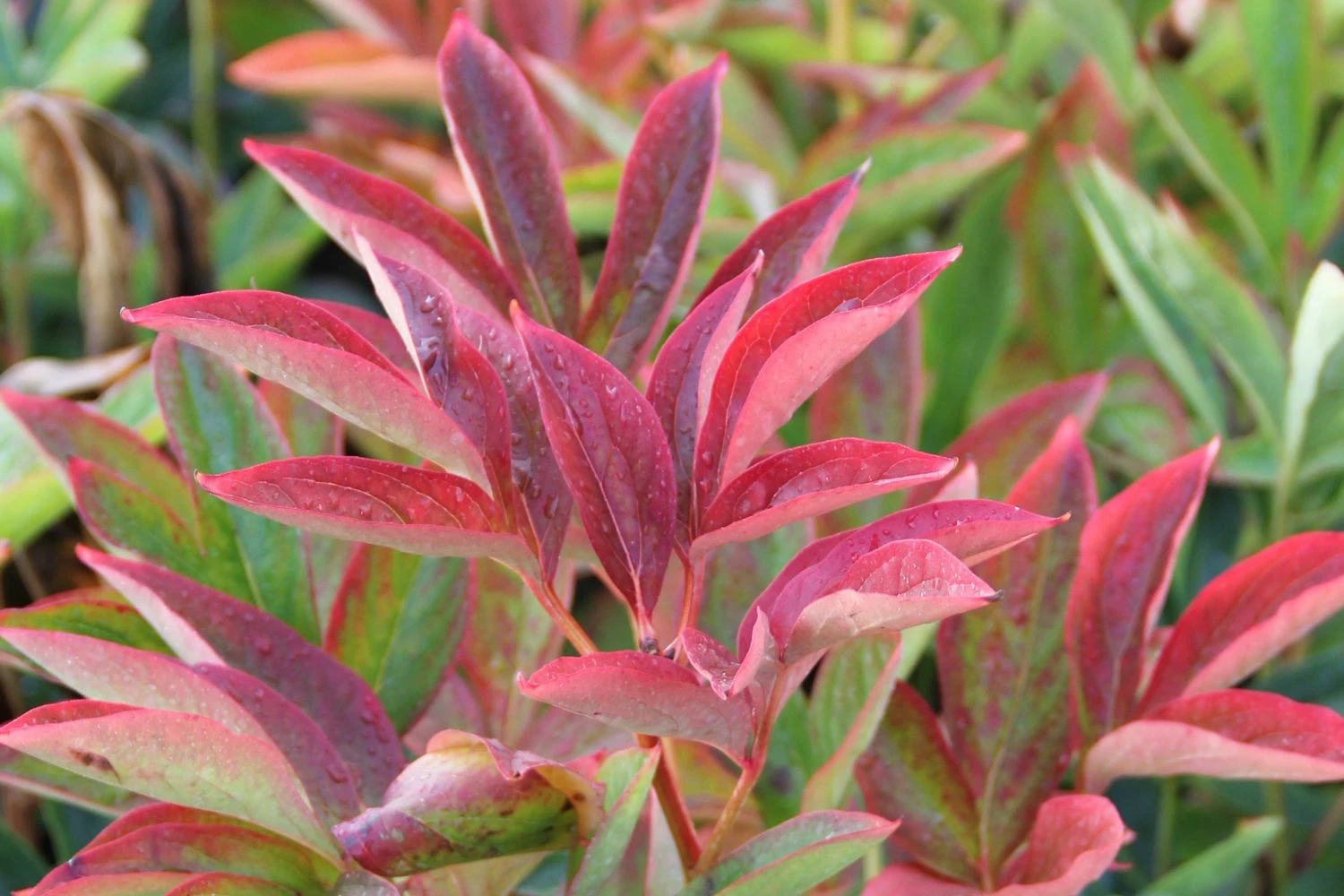 Paeonia Lactiflora 'Kansas' (Staudenpfingstrose) – Bild 2