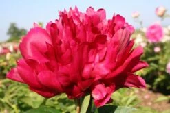 Paeonia Lactiflora 'Karl Rosenfield' (Staudenpfingstrose)