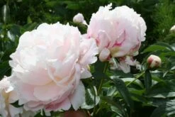 Paeonia Lactiflora 'Shirley Temple' (Staudenpfingstrose)