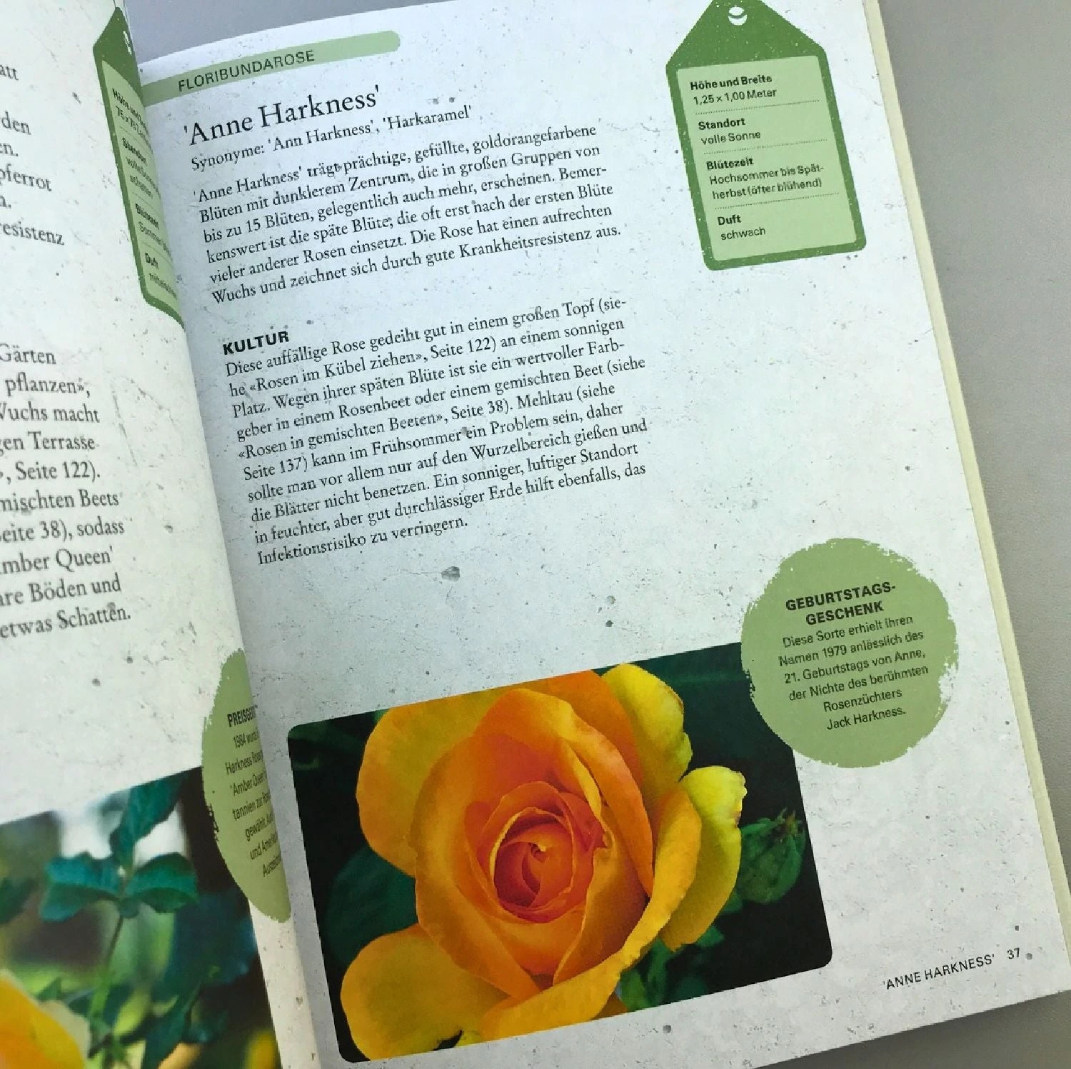 ROSEN | PFLANZEN, PFLEGEN, VERMEHREN (Tony Hall) – Bild 5