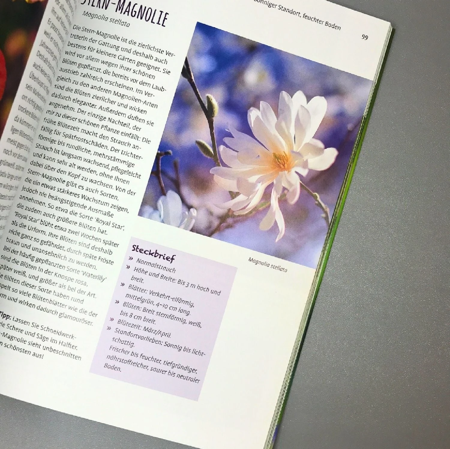 Die 150 Besten Pflanzen (für Jede Gartenecken) – Bild 10