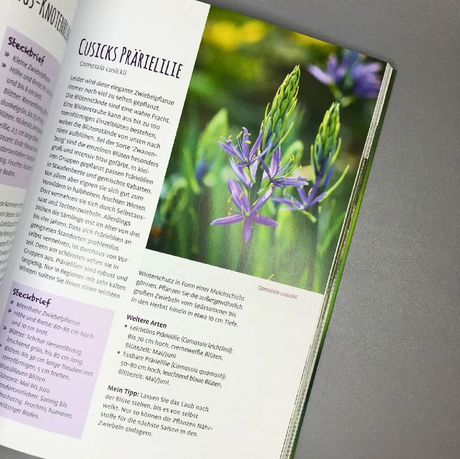 Die 150 Besten Pflanzen (für Jede Gartenecken) – Bild 11