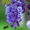 Wisteria Sinensis 'Prolific' (Blauregen)