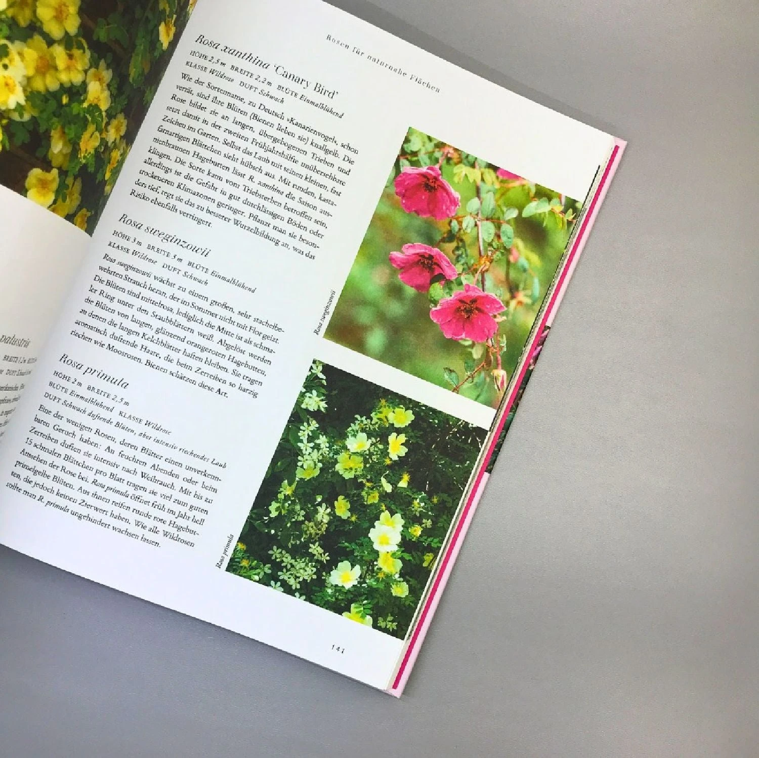 Rosen | Die Schönsten Sorten Auswählen (Michael Marriot) – Bild 4