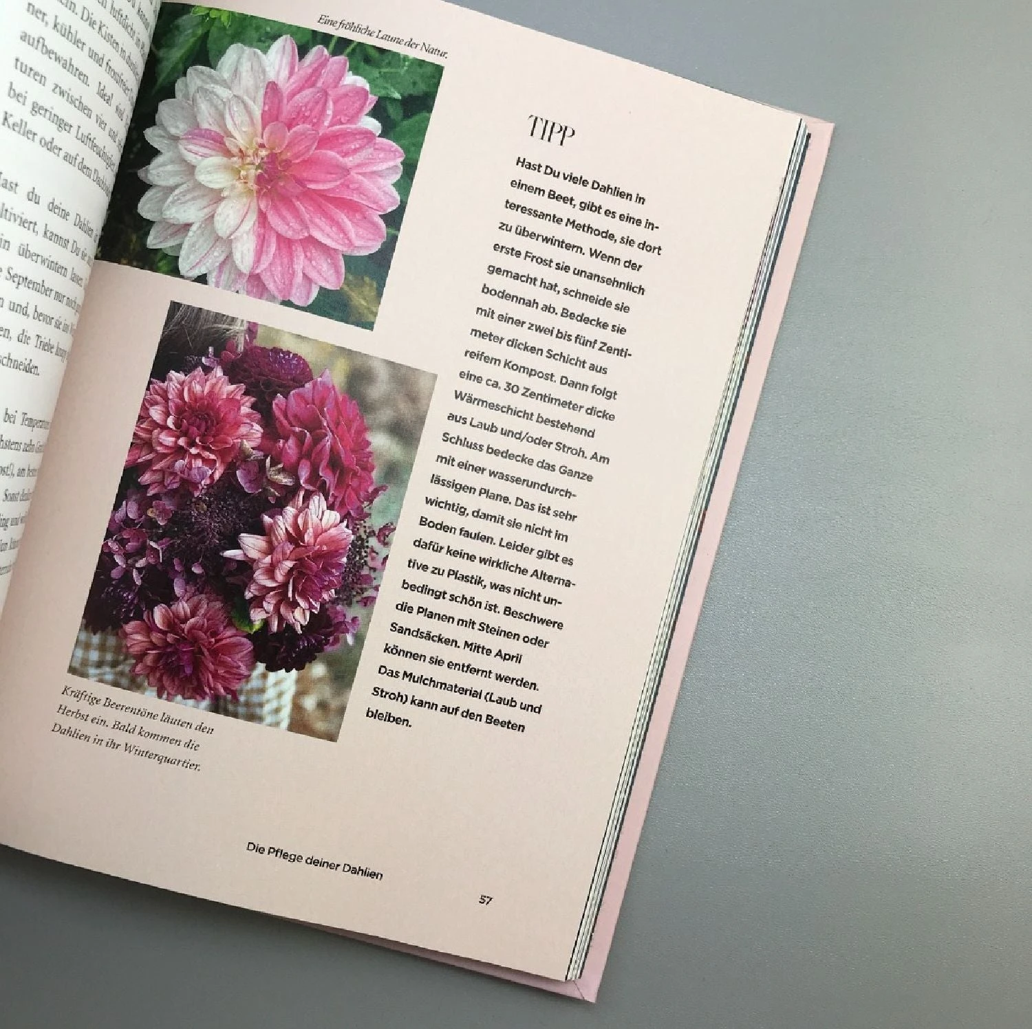 Dahlien Zauber (Sarah Stiller) – Bild 3