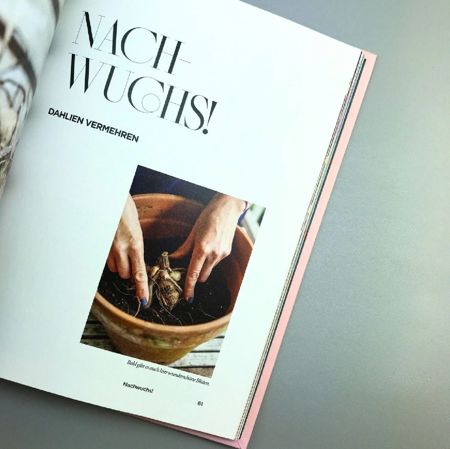 Dahlien Zauber (Sarah Stiller) – Bild 4