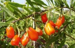 Lycium Barbarum "Natascha" (Goji-Beere)