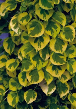 Hydrangea Petiolaris 'Miranda' (Panaschierte Kletterhortensie)