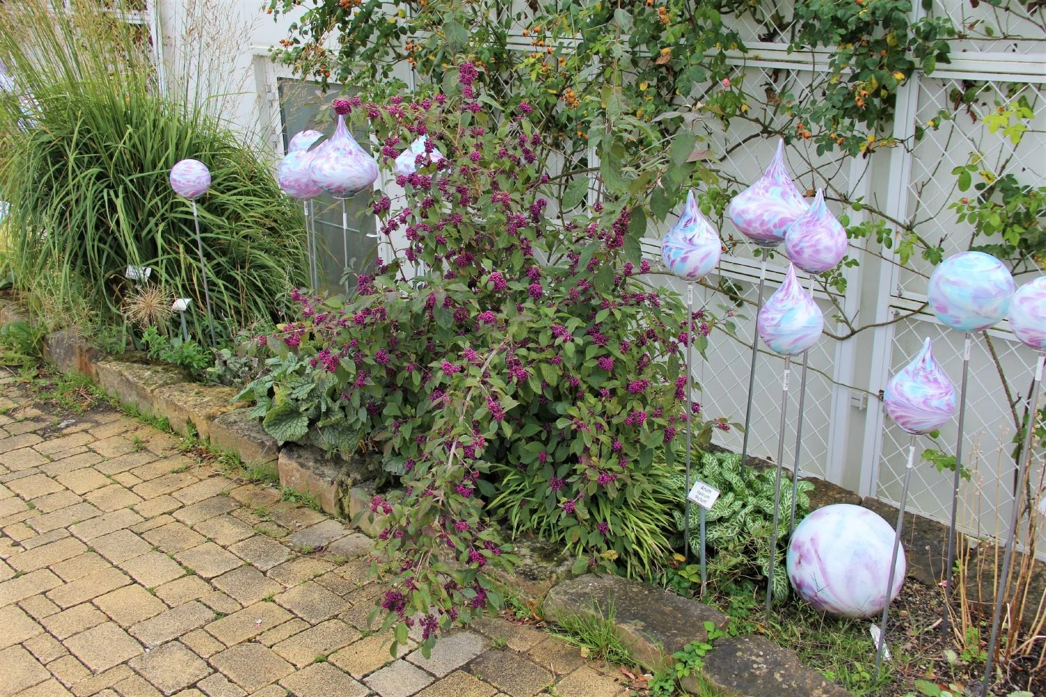 Callicarpa Bodinieri 'Profusion' (Schönfrucht; Liebesperlenstrauch) – Bild 2