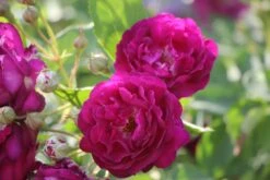 Rose 'Rosengarten Zweibrücken' (Kletterrose)