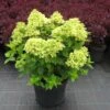 Hydrangea Paniculata 'Little Lime' (Rispenhortensie)