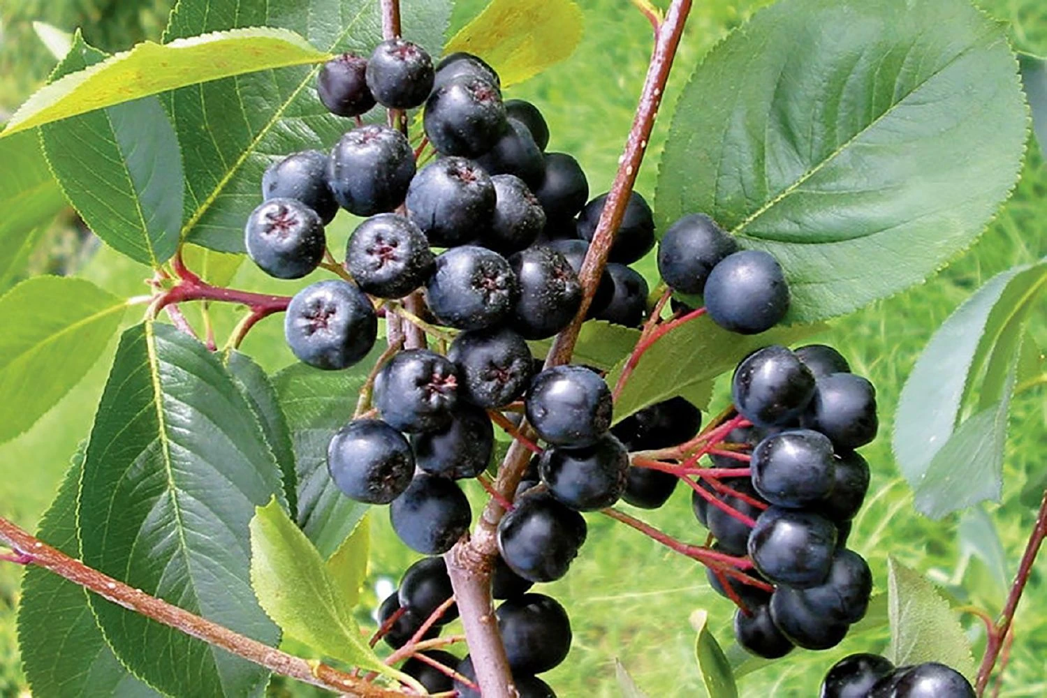 Aronia Melanocarpa 'Viking' (Apfelbeere)