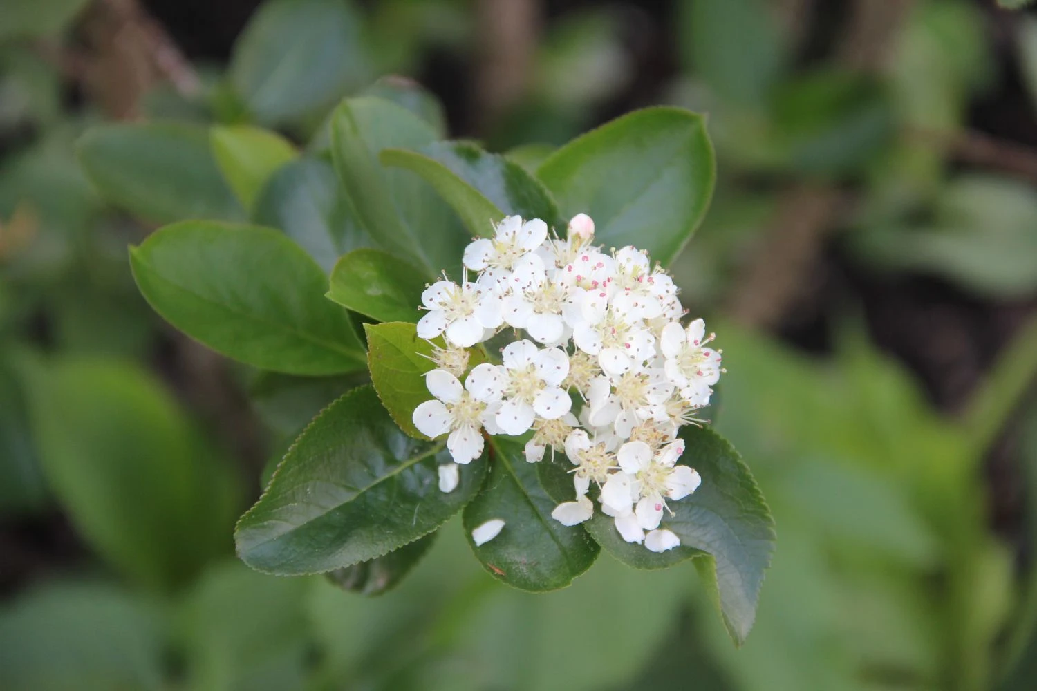 Aronia Melanocarpa 'Viking' (Apfelbeere) – Bild 2