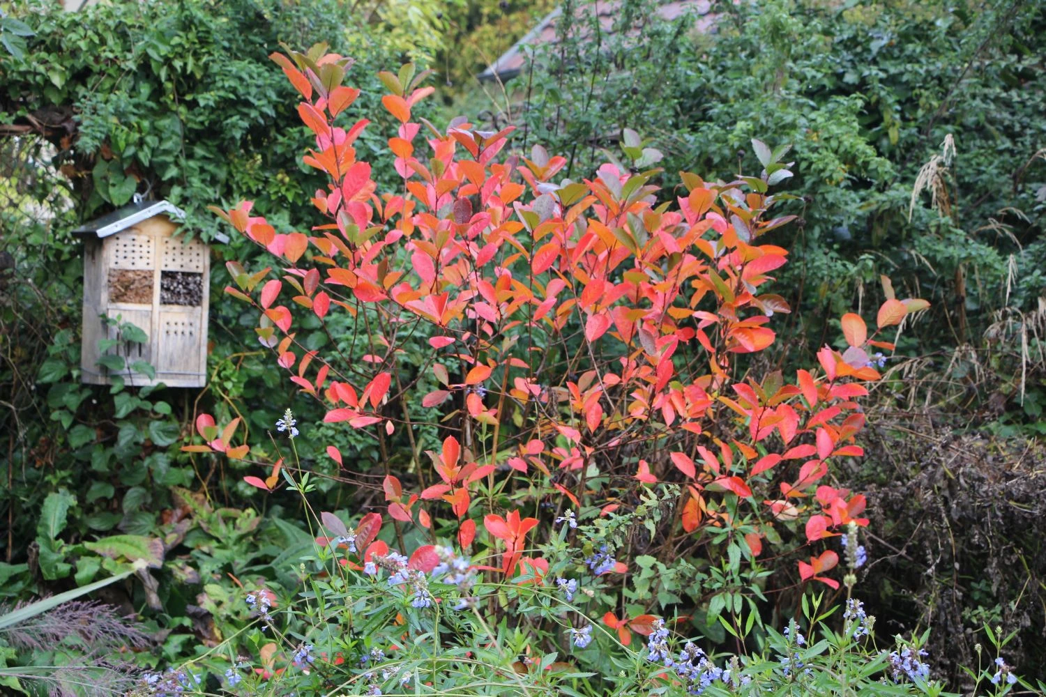 Aronia Melanocarpa 'Viking' (Apfelbeere) – Bild 3